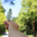 부귀 메타세쿼이아길 이미지