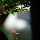 강원도립화목원 이미지