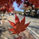 민들레밥집 | 양주 불곡산 현지인 숨은 맛집 ㅣ푸짐하고 건강한 한 상 민들레산채정식 후기