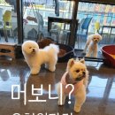 월성동강아지유치원, 디어마이도그 애견카페 다녀온후기