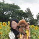 호야네 김밥 | 애견동반 여행 - 제주도 여행, 강아지랑 제주도 한바퀴 돌기!