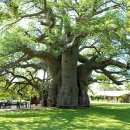 ﻿Get Drunk In A Trunk of the Sunland Baobab Tree In Limpopo, South Africa 이미지