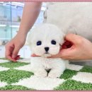 인천강아지분양 테디럽 이미지