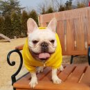 롯데애견 이미지