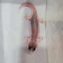 와우펫앤쥬(기장점) 이미지
