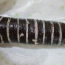 장안김밥