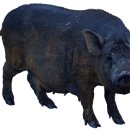 옛날흑돼지 이미지