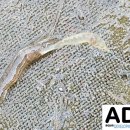 새우일 산소 이미지