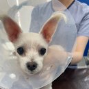 선닥터동물병원 이미지