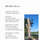 벼락 맞은 나무 이미지