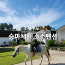 고슴도치펜션 | 제주소소펜션 애월 동물 승마체험펜션 한달살이 숙소후기