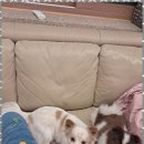 한강펫케어센터 | 양천구애견호텔 잊을 수 없는 경험! 꼬마네 펫 데이케어센터 후기