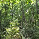 제주에서 한 달 살기(15) - 선흘 동백동산, 한라생태숲, 제주조각공원, 이미지