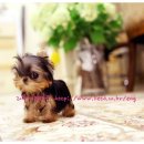 리틀애견타운 이미지