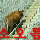 소오름