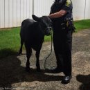 공항농장 이미지