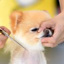 세종애견미용 이미지