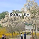 유성구 노인복지관 | 대전 벚꽃 명소 꽃구경 봄나들이 여행지 BEST 4