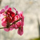 강아지 대공원 이미지