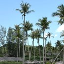 그랜드오션 이미지