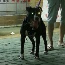 까뮈 Daum카페
