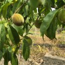 반월농장 이미지