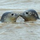 바다친구 이미지