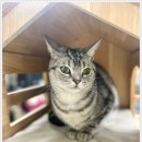 아이조아 이미지