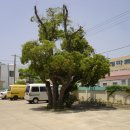 상모리-22 이미지