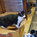 백합주단 이미지