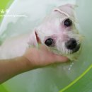 퍼피앤유 이미지