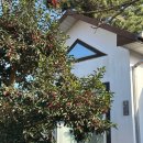 글라 애월 | 제주 반려견 동반 숙소 추천 (제주펜션) | 글라애월 2호 디럭스룸