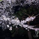 사쿠라 | 니조성 '사쿠라 나이트' 후기 🌙 교토 벚꽃 실시간 + 예매 방문 팁 총정리 (2026)