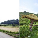 효석문학100리길 제5-1구간 이미지