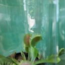 장안꽃시장 이미지