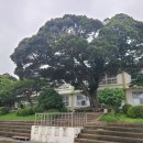 나무이야기 이미지