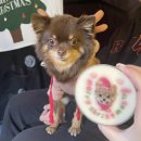 멍칫 | 시흥 대야동 여우하우캠핑장 후기