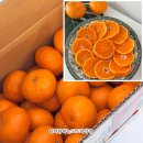 제주브릭스 | 제주도에서 제대로 키운 최소 13브릭스 고당도 제주미미프룻 제주 타이벡감귤 3kg 후기