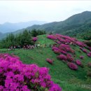 지리산 바래봉 팔랑치 철쭉산행 이미지