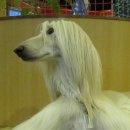 마오네(1호점) 이미지