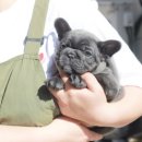 넥서스켄넬 이미지