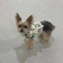 타임투반려동물 장례식장 이미지