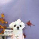 까까뿌숑 이미지