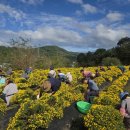 산청지역자활센터 | 산청지역자활센터 직접 재배한 국화 수확 나서