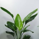 성북동 주민센터 | 🌿 성북동 개업화분｜축하화분 당일배송