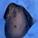 포레브동물의료센터 이미지