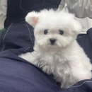 베베 애견유치원 이미지