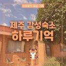 Haru stay | 제주 가성비 감성숙소 동쪽 4인 독채 펜션 [하루기억] 찐 추천!