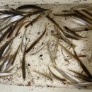 월정포인트 이미지