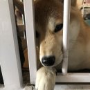 카카오 이미지